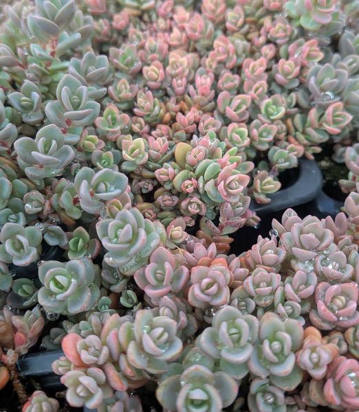 Sedum spurium 'Coccineum'
